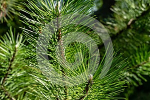 Young shoots on branches of black Austrian pine Pinus nigra. Sunny day in spring garden photo