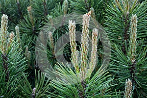 Young shoots on branches pine