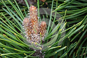 Young shoots on branches pine