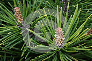 Young shoots on branches pine