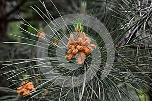 Young shoots on the branches of a pine tree in the spring season