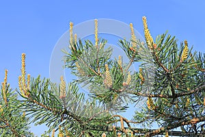 Young shoots on the branches of pine