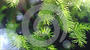 young shoots branches of a spruce in the forest