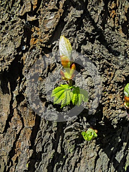 Young shoots and buds of a chestnut on a tree in spring