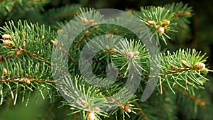 Young shoots, buds, cones on spruce on a sunny day. Macro video