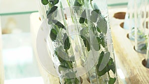 Young shoots of cathrophel in a glass test tube