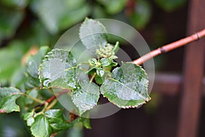 Young shoots of a climbing hydrangea (Hydrangea petiolaris)