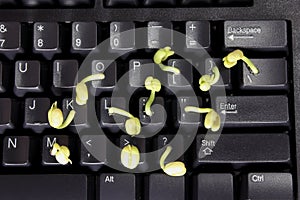 Young Shoots on Computer Keyboard