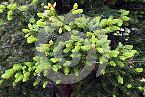 Young shoots on conifers or spruce aphids