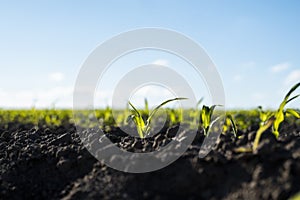 Young shoots of corn closeup. Fertile soil. Farm and field of grain crops. Agriculture. Rural landscape with a field of