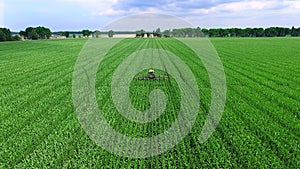 Young shoots of corn on the field in rows, a farm for growing corn, agriculture.a tractor parses, removes lateral young