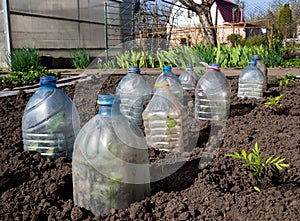 Young shoots are covered with caps made of plastic bottles