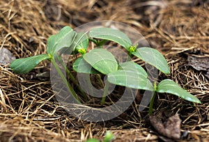 Young shoots of a cucumber