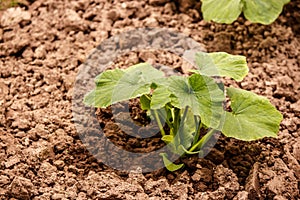 The young shoots of cucumber in a greenhouse in fertile ground