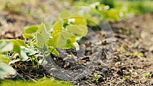 Young shoots of cucumber growing in a garden.