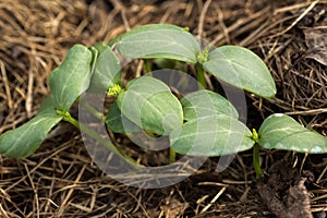 Young shoots of a cucumber