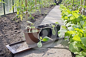 Young shoots of cucumbers are prepared for planting in a greenhouse.