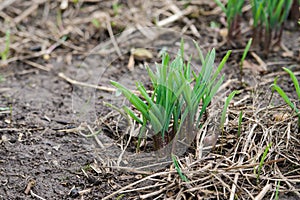 Young shoots of daffodil flowers in a spring flowerbed