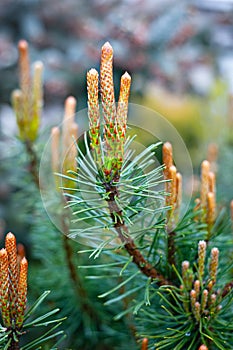 Young shoots of dwarf mountain pine