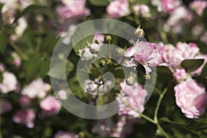 Young shoots of dwarf pink rose in the garden in summer with a blurred background