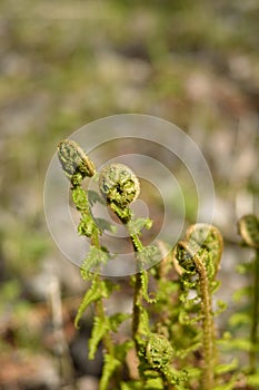 Young shoots of fern