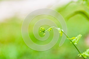 Young shoots of fern leaves background
