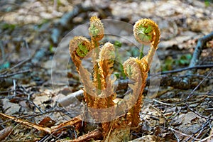Young shoots of fern in spring forest