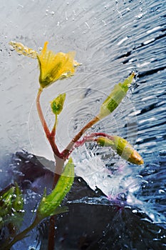 Young shoots flowers chained in ice by severe frost.