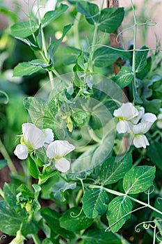Young shoots and flowers of green peas. Branch with leaves and flower. Close-up. Vertical crop