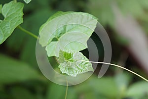 Young shoots of fresh bitter gourd leaves. Momordica charantia L. Herbs that help fight free radicals.