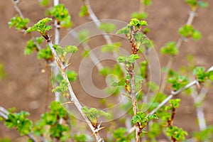 Young shoots of gooseberry blossom in spring