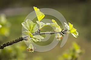 Young shoots of the gooseberry bush grow out of the twig. Young leaves and undeveloped flowers