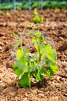 Young shoots on the grafts of new vine seedlings in spring. Agriculture