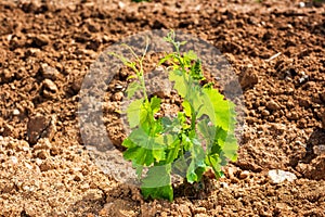 Young shoots on the grafts of new vine seedlings in spring. Agriculture