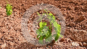 Young shoots on the grafts of new vine seedlings in spring. Agriculture.