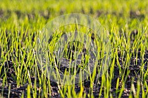 Young shoots of grain in the field