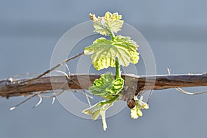 Young shoots of grapes in a garden plot