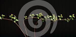 Young shoots of a grapevine brightly lit by the sun