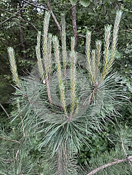 Young shoots on green pine. Concepts: growth and formation of coniferous plants. Sprouts on the branches of a coniferous tree photo