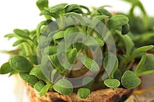 Young shoots of green seedlings