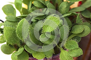 Young shoots of green seedlings