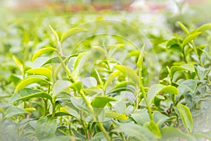 Young shoots of green tea leaves in the morning before harvesting. The green tea harvested in taste and value from the young