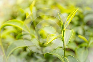 Young shoots of green tea leaves in the morning before harvesting. The green tea harvested in taste and value from the young