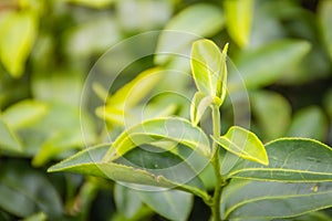 Young shoots of green tea leaves in the morning before harvesting. The green tea harvested in taste and value from the young