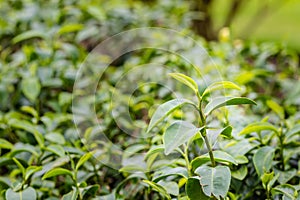 Young shoots of green tea leaves in the morning before harvesting. The green tea harvested in taste and value from the young