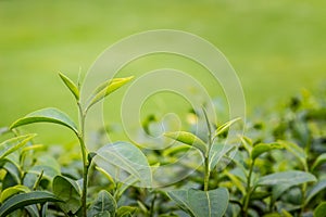 Young shoots of green tea leaves in the morning before harvesting. The green tea harvested in taste and value from the young
