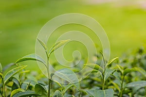 Young shoots of green tea leaves in the morning before harvesting. The green tea harvested in taste and value from the young