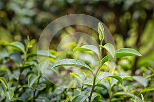 Young shoots of green tea leaves in the morning before harvesting. The green tea harvested in taste and value from the young