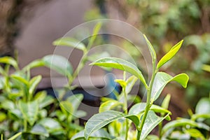 Young shoots of green tea leaves in the morning before harvesting. The green tea harvested in taste and value from the young