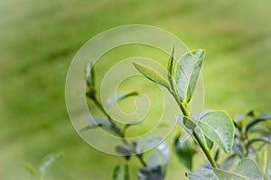 Young shoots of green tea leaves in the morning before harvesting. The green tea harvested in taste and value from the young